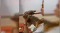 Oso perezoso piensa que mujer que lo rescató es su madre y le da un tierno abrazo [VIDEO] 