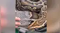 Veterinario ve que enorme anaconda está mudando de piel y se acerca a ayudarla [VIDEO]