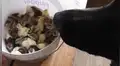 Adoptan decenas de polluelos y perro de la familia tiene curiosa reacción al conocerlos [VIDEO]