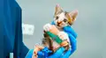 Gatito se recupera y es adoptado tras haber sido víctima de maltrato animal
