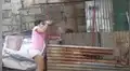 Mujer rescata y adopta a tres perros callejeros abandonados en un basurero [VIDEO]