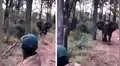 Facebook viral: turistas molestan a furiosos elefantes y estos se vengan de la peor forma [VIDEO]