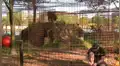 YouTube viral: No te imaginarás lo que sucede cuando este hombre ingresa a la jaula de un feroz tigre [VIDEO] 