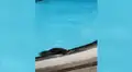 Enorme lagarto monitor invade hotel para bañarse en una piscina en plena cuarentena [VIDEO]