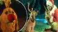 “El Grinch”: ¿Max fue abandonado? Teoría de fans devasta a amantes de canes