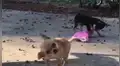 Perro chihuahua se enoja al ver a otro can usando su ropa y se la arrebata a la fuerza [VIDEO]