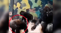 Mamá gorila se da cuenta del ‘berrinche’ de su hijo y tiene curiosa reacción que nadie imaginó [VIDEO]