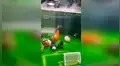 Convierte pecera en ‘cancha’ de fútbol y sus peces libran un vibrante ‘partido’ [VIDEO]