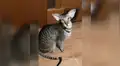 Extraño gato de orejas grandes tiene el maullido más curioso del mundo [VIDEO]