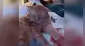 Joven intenta acariciar a su gato y este tiene inesperada conducta [VIDEO]