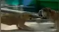 León tiene brutal lucha contra feroz tigre y batalla tiene inesperado final [VIDEO]