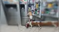 Llega a casa y encuentra su bebé junto al perro tratando de ‘robar’ la comida del refrigerador [VIDEO]