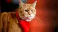 Murió Bob, el gato que inspiró libros y películas tras salvar a un músico de las drogas