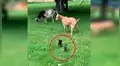 YouTube viral: gatos bebés persiguen a una cabra y la insólita reacción de esta sorprende a todos [VIDEO]