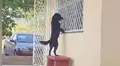 Facebook viral: inteligente perro acompaña a su dueño a su primer día de escuela [FOTOS]