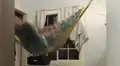 Coloca hamaca dentro de su cuarto y al subirse sufre terrible accidente [VIDEO]