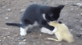 Facebook viral: Parece que gato intenta comerse un pato bebé, pero ocurre lo inesperado [VIDEO]