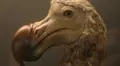La extinción del pájaro dodo: descubre AQUÍ la triste historia de la desaparición de esta ave