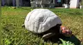 Tortuga termina sin su caparazón durante un incendio y científicos elaboran otro en 3D [VIDEO]