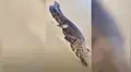 Enorme cocodrilo surge de campo de arroz y hombre se acercan para espantarlo [VIDEO]