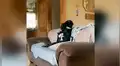Deja a sus perros ‘cuidando’ su casa y al regresar los encuentra en una inesperada escena [VIDEO] 