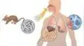 Hantavirus: ¿qué es, cuáles son los síntomas y cómo se contagia?