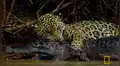 YouTube viral: Jaguar se pelea con gigantesco cocodrilo en lago y desenlace es trágico [VIDEO] 
