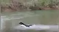 Perro se arriesga para salvar a sus amigos que estaban a punto de ahogarse en un río [VIDEO]