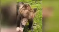 Hambriento oso persiguió a joven para quitarle un helado que tenía en la mano [VIDEO]