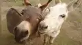 México: conoce Burrolandia, el santuario para burros rescatados que conmueve al mundo [FOTOS]