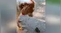 Perro pasea por parque y tiene curiosa reacción al conocer a un pequeño pájaro [VIDEO]