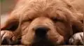 ¡Día Mundial del Perro! Un baño, su comida favorita y otros consejos para engreír a tu mascota en esta fecha