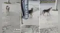 ¡Se hizo el loco! Dueño encuentra a su perro en la calle y este ‘finge’ no conocerlo
