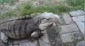 Facebook Viral: No dejarás de reír con este reptil que actúa como perro [VIDEO]