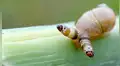 Extraño parásito enferma a caracol y lo transforma en ‘zombie’ que muta de color [VIDEO]