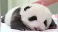 Pequeño oso panda abre los ojos por primera vez tras casi dos meses de haber nacido [VIDEO] 