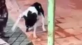 ¡Indignante! Mujer le corta una pata a su mascota por “portarse mal”