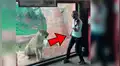 Violinista da ‘serenata’ a leones y una felina reacciona de forma agresiva [VIDEO]
