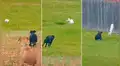 Feroces perros intentan atacar a gato callejero y este realiza increíble maniobra para evadirlos [VIDEO]
