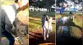 Estudiante es captado mientras maltrataba a un perro callejero dentro de su universidad [VIDEO]
