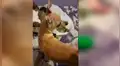 Facebook viral: perra le roba dinero a sus dueños y se rehúsa a devolverlo [VIDEO]