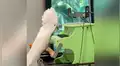 Joven deja sola a su cacatúa y luego la encuentra en escena que hace reír a miles [VIDEO] 