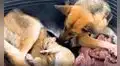 Perrita pastor alemán adopta a dos cachorros de leones que fueron abandonados por su madre [VIDEO]