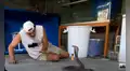 Hombre se acerca a una serpiente y esta abre sus mandíbulas para atacarlo