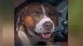 Conoce la conmovedora historia de Snoop, un perro callejero que colecciona ramas [VIDEO]