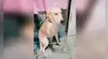 Perrita destruye su propia cama y tiene emotiva reacción al ser regañada por su dueña [VIDEO]