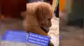 Pensaron que adoptaban a un golden retriever, pero luego descubren su verdadera raza  [VIDEO] 
