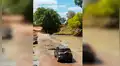 Turistas realizan safari, sin imaginar que serían rodeados por feroces cocodrilos [VIDEO]