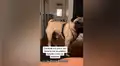 Hambriento pug escucha que su dueña habla de ‘comida’ y tiene reacción que enternece a miles [VIDEO]