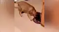 Travieso perro arroja toda el agua de su plato para poder deslizarse por el suelo [VIDEO]